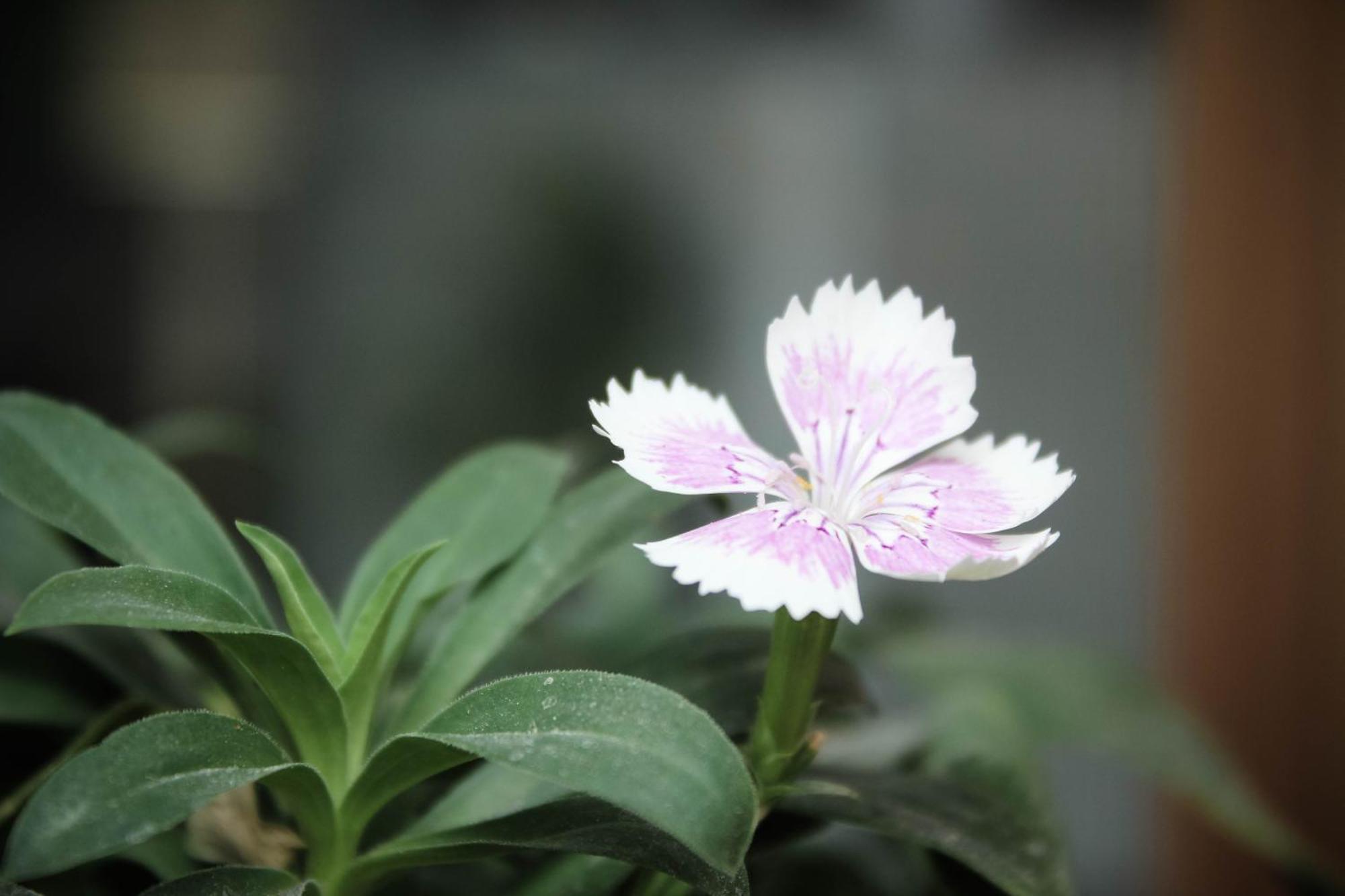 Soli Hospitale 宿里旅行舍 Hualien stad Exteriör bild